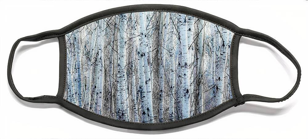 Aspen Face Mask featuring the photograph Mystic Forest Of Poplar Trees With Black And White Stems by Andreas Berthold