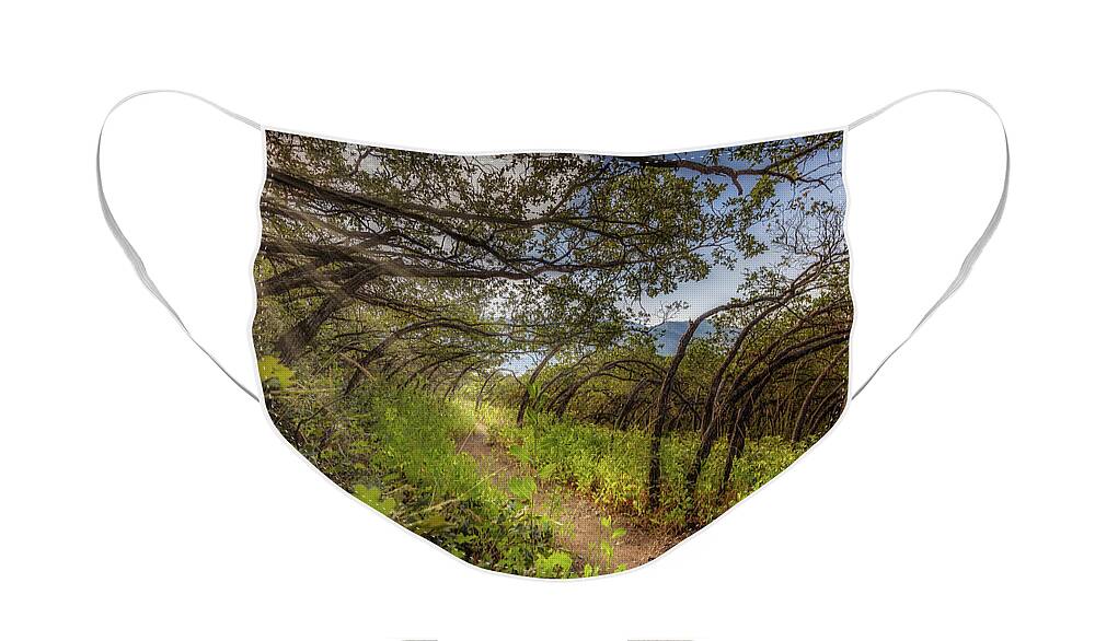 Woods Face Mask featuring the photograph Mystical Worshipping Woods by Bradley Morris