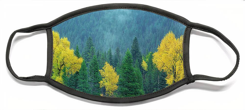 Dave Welling Face Mask featuring the photograph Narrowleaf Cottonwoods And Blur Spruce Trees In Grand Tetons by Dave Welling