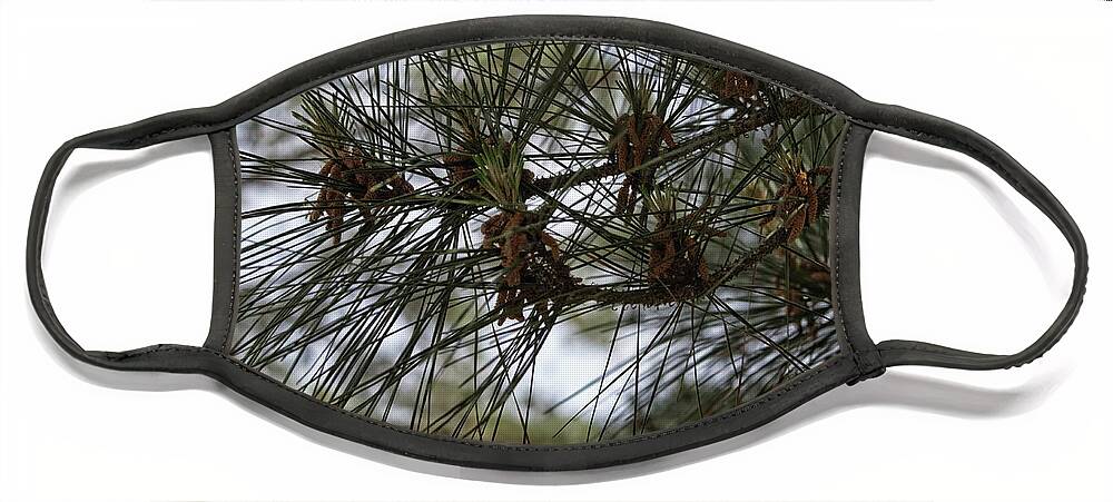Pine Needles Face Mask featuring the photograph Needles Attached by Roberta Byram