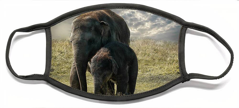 Elephant Face Mask featuring the photograph Never Forget by Chris Boulton