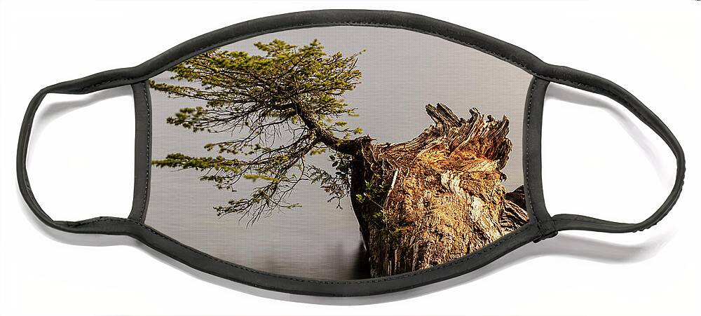 Landscape Face Mask featuring the photograph New Growth From Fallen Tree by Tony Locke