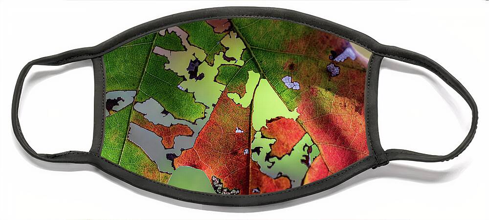 Trees Face Mask featuring the photograph New York Fall Colors 2020 by Amelia Pearn