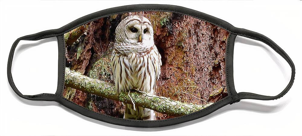 Barred Owl Face Mask featuring the photograph Northern Barred Owl by Scott Cameron