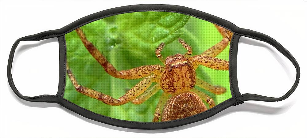Spider Face Mask featuring the photograph Northern Crab Spider by Catherine Wilson