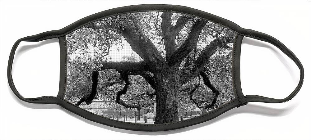 Black And White Face Mask featuring the photograph Oak in Audubon Park by Rosanne Licciardi