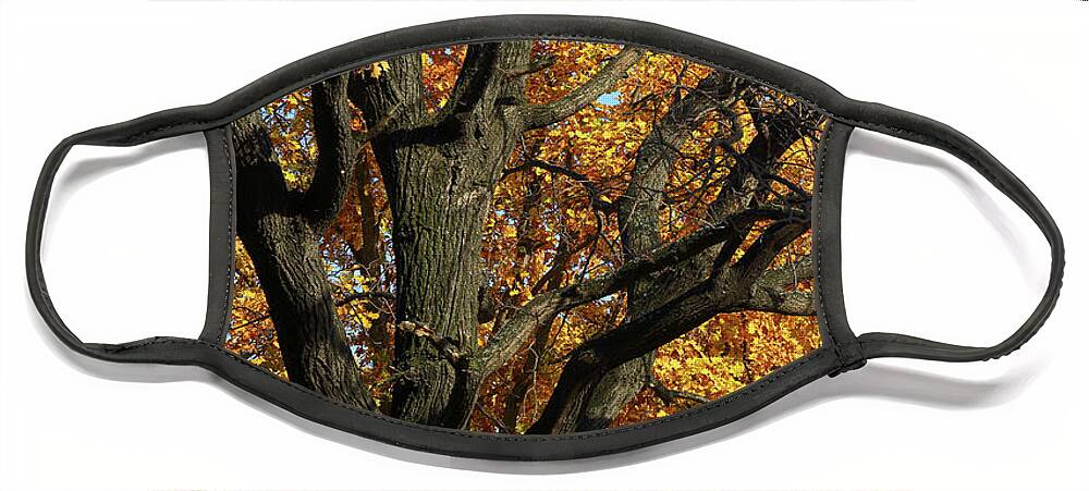 Autumn Face Mask featuring the photograph Oak Trunk And Yellow Leaves by Mikhail Kokhanchikov