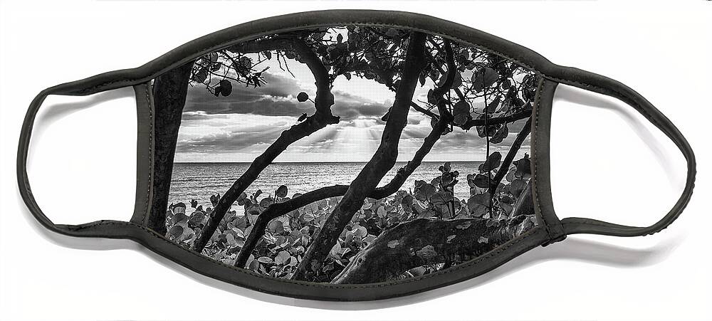 Beach Face Mask featuring the photograph Ocean View Through Seagrape Trees BW by Laura Fasulo
