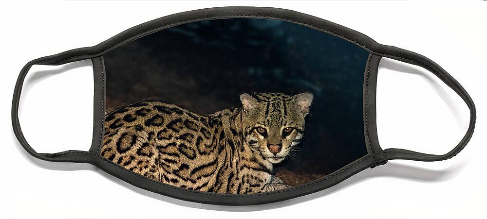 Ocelot Face Mask featuring the photograph Ocelot by Linda Villers