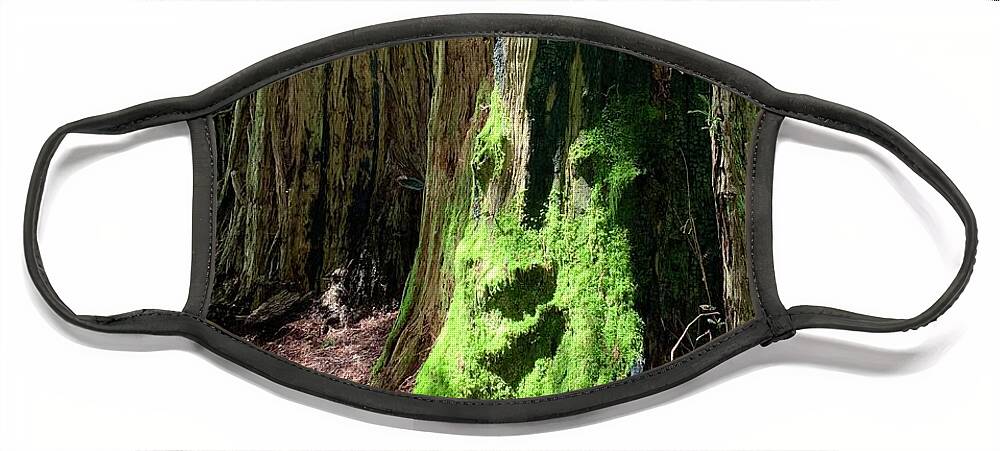 Redwoods Face Mask featuring the photograph Old Man in a Tree by Wendy Golden