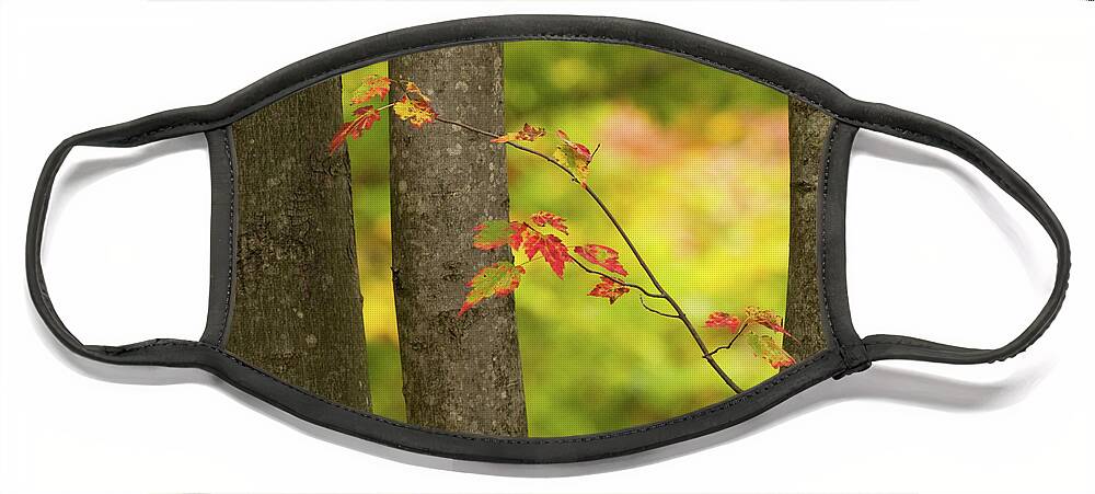 Nature Face Mask featuring the photograph On An Overcast Day In Autumn 8 by Dorothy Lee