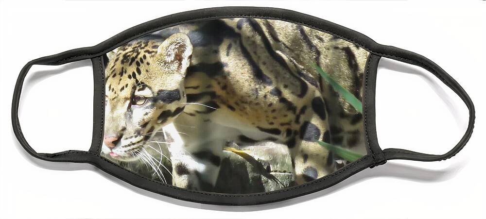 Clouded Leopard Face Mask featuring the photograph On the Hunt - Clouded Leopard by World Reflections By Sharon