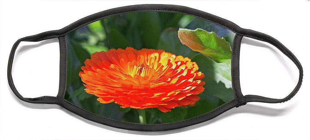 Beautiful Face Mask featuring the photograph Orange Blossom by David Desautel