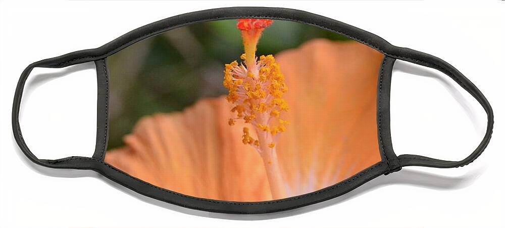 Flower Face Mask featuring the photograph Orange White Hibiscus 2 by Amy Fose