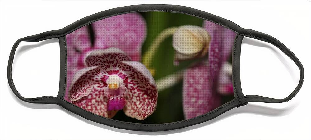 Orchid Face Mask featuring the photograph Orchids by Mingming Jiang