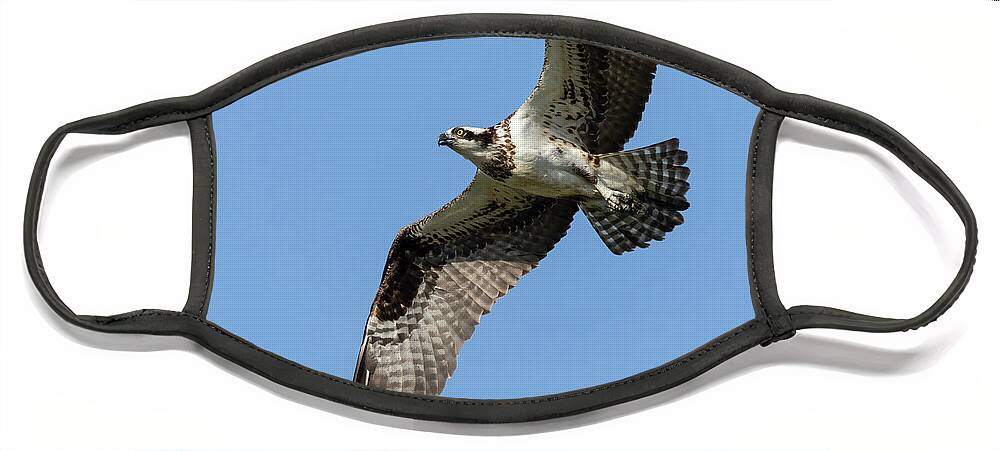Osprey Face Mask featuring the photograph Osprey 2021-1 by Thomas Young