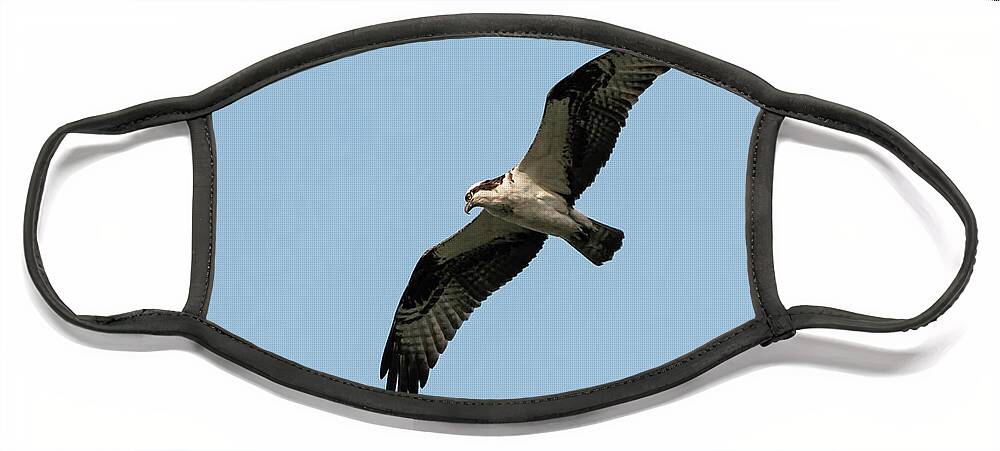 Osprey Face Mask featuring the photograph Osprey In Flight by Charline Xia