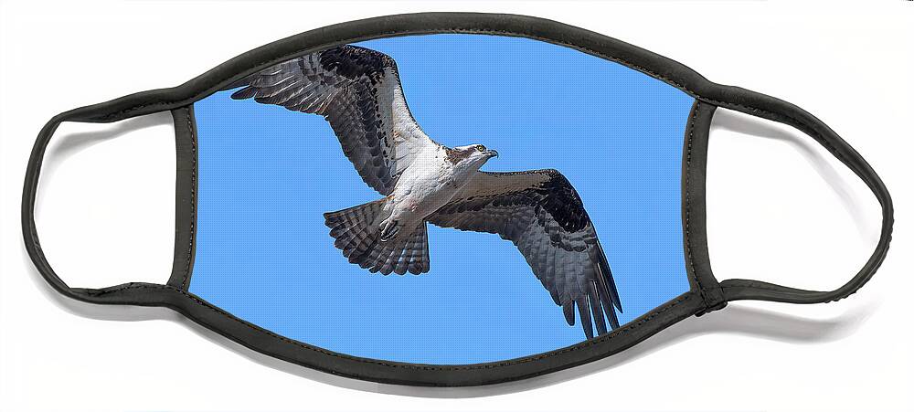 Nature Face Mask featuring the photograph Osprey in Flight DRB0282 by Gerry Gantt