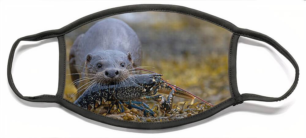 Eurasian Face Mask featuring the photograph Otter Bringing Ashore A Lobster by Pete Walkden
