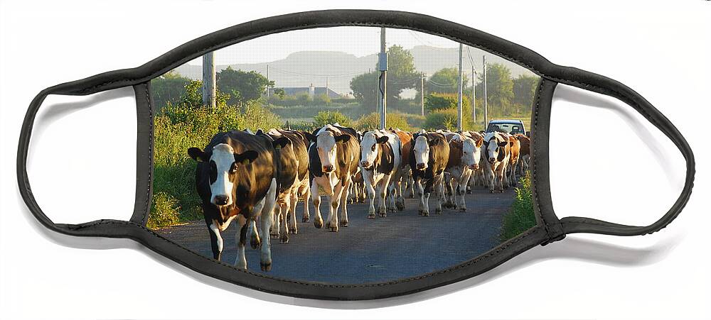 Cattle Face Mask featuring the photograph Out for grazing by Joe Cashin
