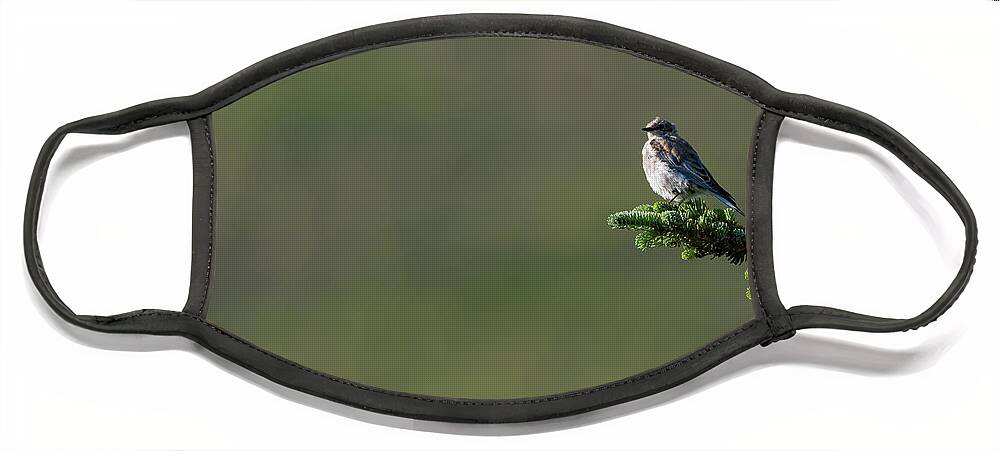 Birds Face Mask featuring the photograph Out On a Limb by Darren White