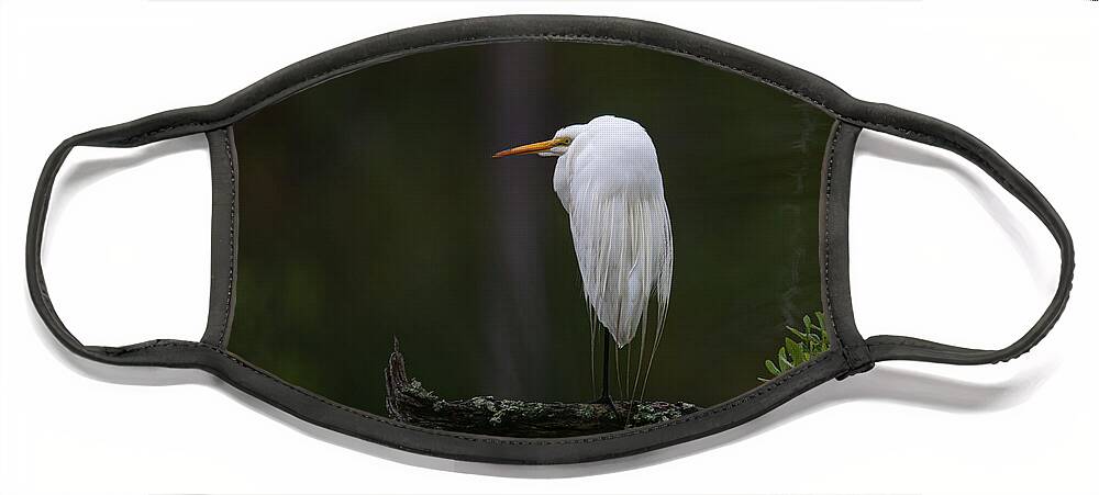 Egre Face Mask featuring the photograph Out on a Limb - Great White Heron by Dale Powell