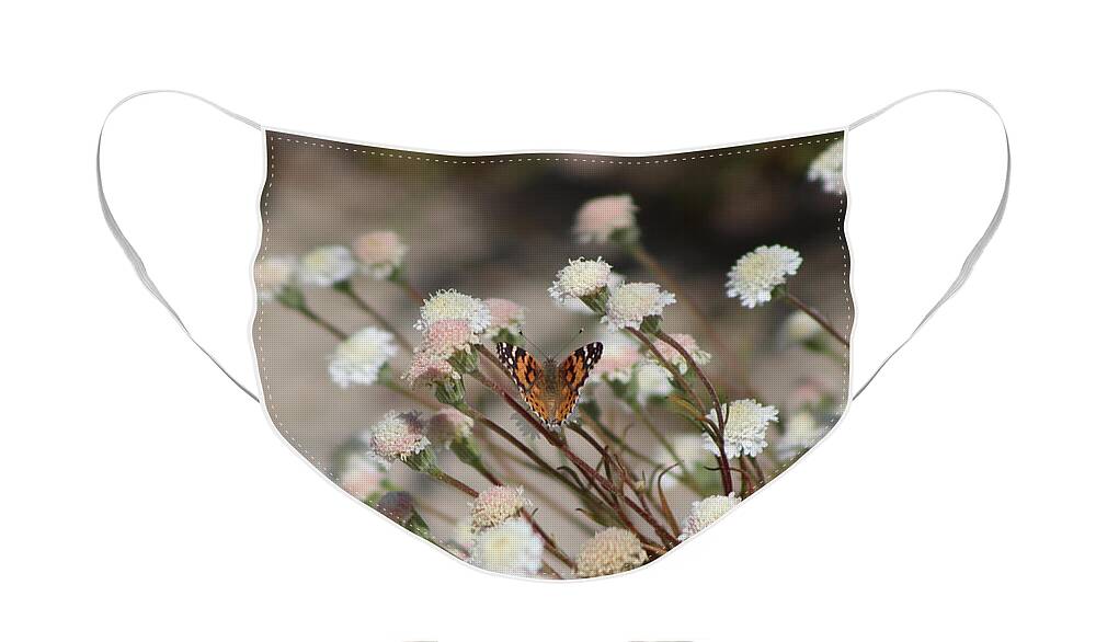 Wedding Face Mask featuring the photograph Painted Lady on Wild Pincushion Flower in Coachella Valley Wildlife Preserve by Colleen Cornelius