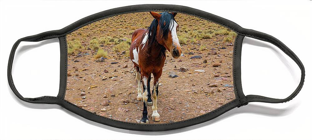 Horse Face Mask featuring the photograph Painted Nevada Mustang by Ron Long Ltd Photography