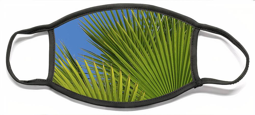 Palm Leaf Face Mask featuring the photograph Green palm leaves, blue sky and white wall of a modern finca 1 by Adriana Mueller