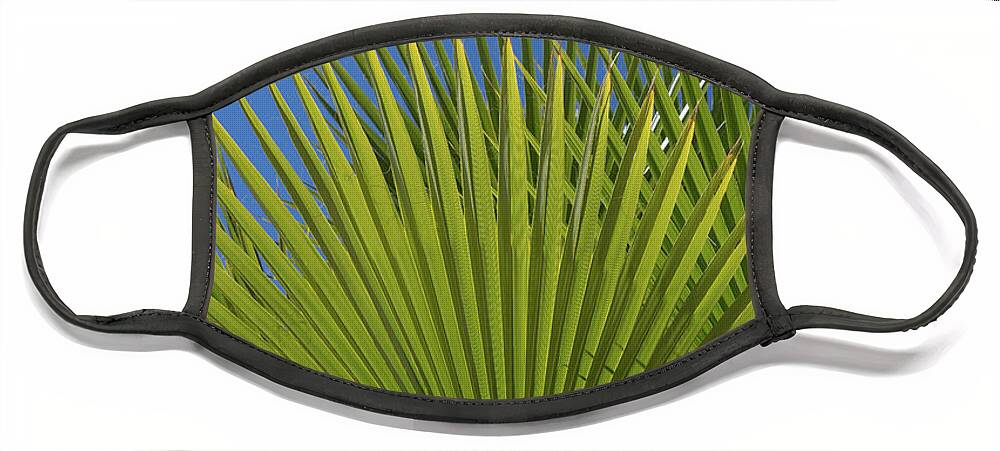 Palm Leaf Face Mask featuring the photograph Green palm leaves, blue sky and white wall of a modern finca 2 by Adriana Mueller