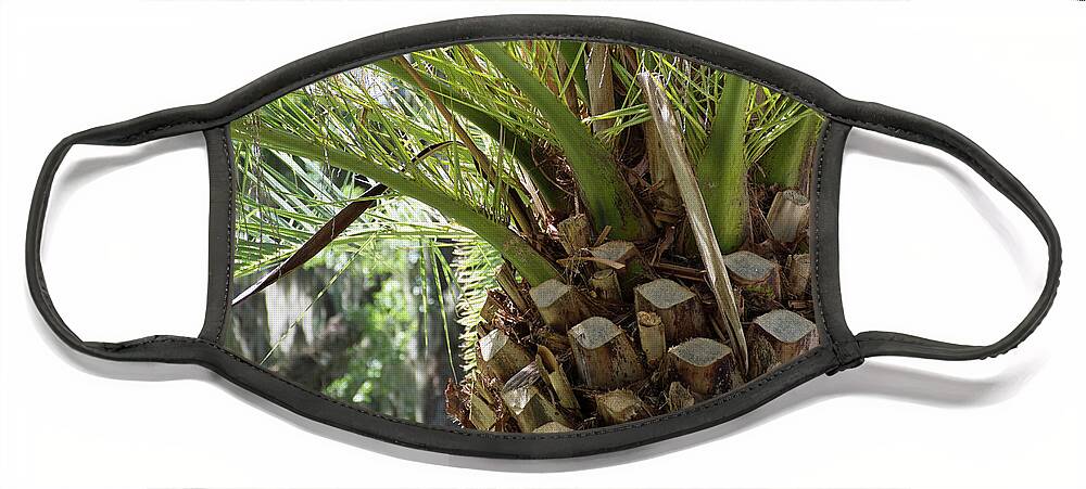 Jekyll Island Face Mask featuring the photograph Palm Tree Up Close Jekyll Island by Bruce Gourley