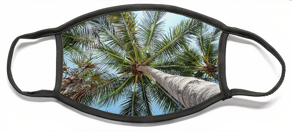 Palm Face Mask featuring the photograph Palm Trees from Below by Beachtown Views