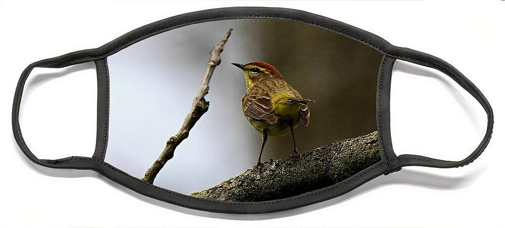 Palm Warbler Face Mask featuring the photograph Palm Warbler by Mary Walchuck