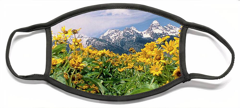 Dave Welling Face Mask featuring the photograph Panoramic Balsamroot Below The Teton Range by Dave Welling