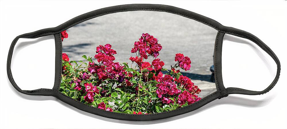 Parking Lot Wild Roses Face Mask featuring the photograph Parking Lot Wild Roses by Tom Cochran
