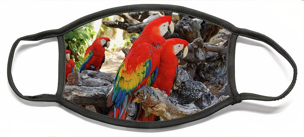 Xcaret Face Mask featuring the photograph Parrots at Xcaret by William Scott Koenig