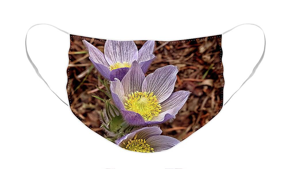 Flowers Face Mask featuring the photograph Pasque Flowers by Bob Falcone