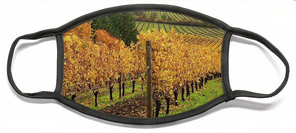 Vineyard Face Mask featuring the photograph Patterns of Fall in the Vineyard by Leslie Struxness