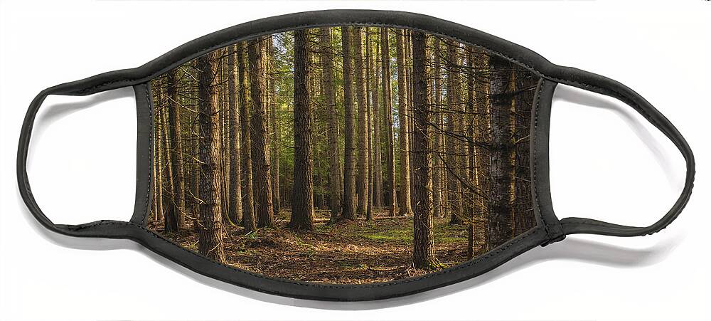 Forest Face Mask featuring the photograph Peaceful Forest by Dan Eskelson