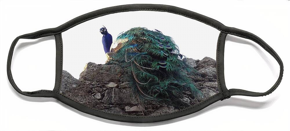  Face Mask featuring the photograph Peacock Paon by Joelle Philibert
