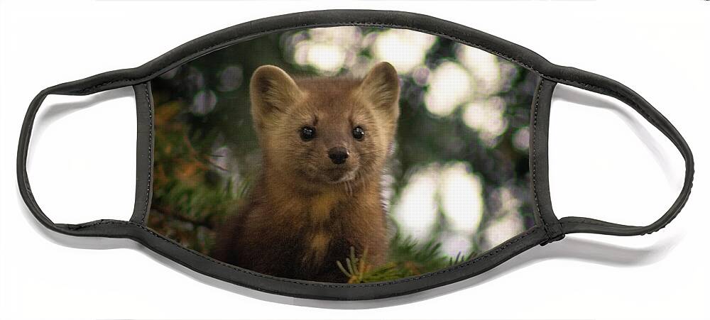 Marten Face Mask featuring the photograph Peekaboo by Thomas Nay