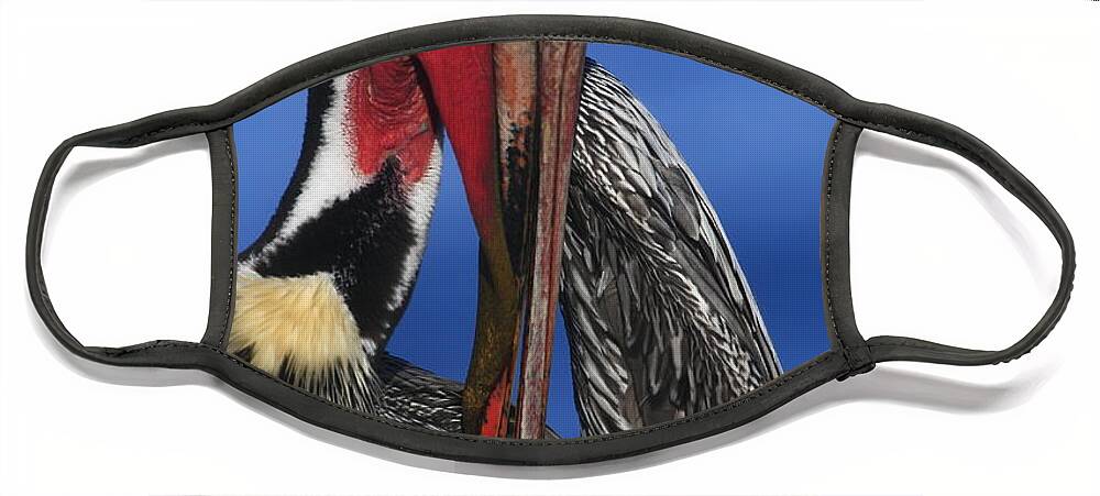 Pelicans Face Mask featuring the photograph Pelican In Breeding Colors by John F Tsumas