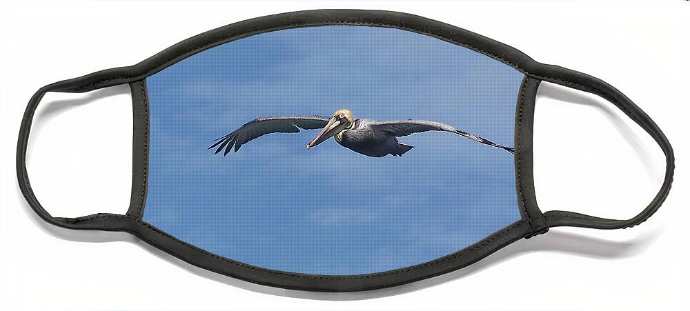Brown Pelicans  (pelecanus Occidentalis) Family Pelecanidae  En Brown Pelican Images Face Mask featuring the photograph Pelican In Flight by Jennifer Robin