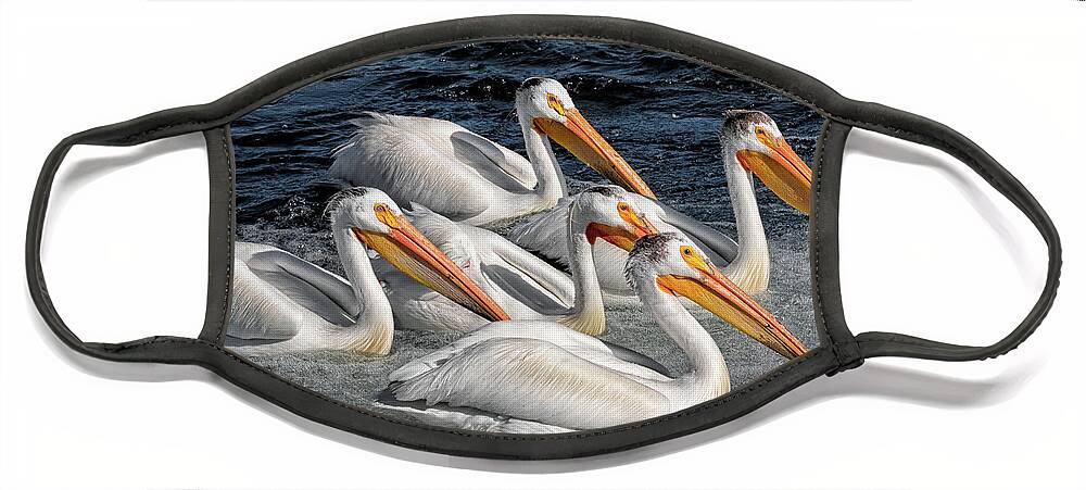 Pelicans Face Mask featuring the photograph Pelican Parade by Kathleen Bishop