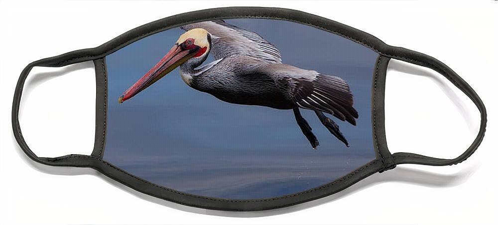 Photograph Face Mask featuring the photograph Pelican Portrait by John A Rodriguez