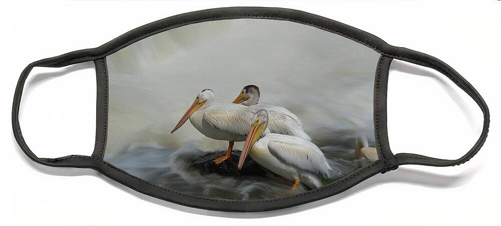 Pelican Face Mask featuring the photograph Pelicans 1 by Jim Schmidt MN