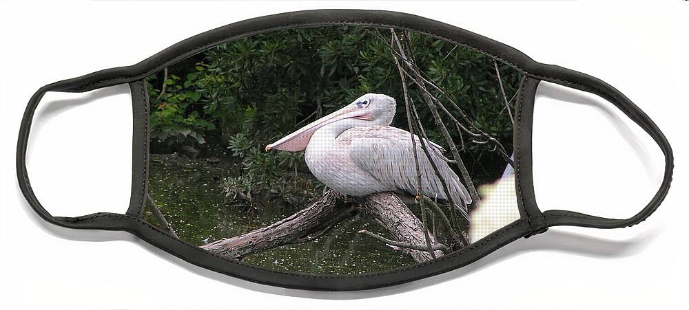 Pelican Face Mask featuring the photograph Perched by Heather E Harman