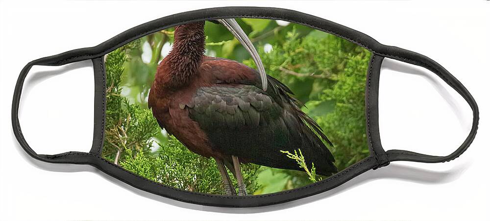 Glossy Ibis Face Mask featuring the photograph Perching Glossy Ibis by Kristia Adams