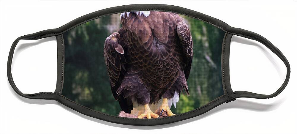 Eagle Face Mask featuring the photograph Photo 75 American Eagle by Lucie Dumas