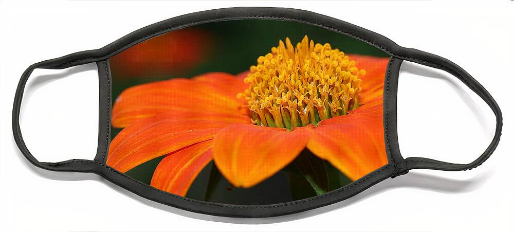 Mexican Sunflower Face Mask featuring the photograph Pie of Nectar by Mingming Jiang